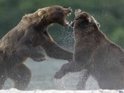 ببینید | لحظات پرالتهاب از دعوای شدید و پربازدید دو خرس غول‌پیکر