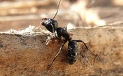 رازگشایی از توانایی خارق العاده مورچه ها در نابودی قدرت جاذبه!
