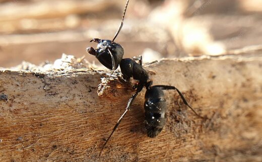 رازگشایی از توانایی خارق العاده مورچه ها در نابودی قدرت جاذبه!<br>