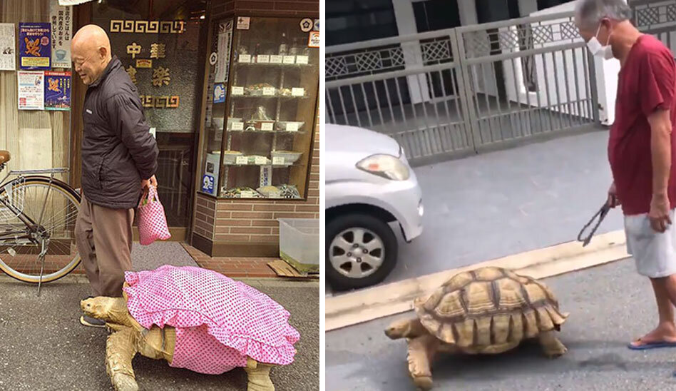 پیادهروی یک پیرمرد با حیوان غولپیکرش/ عکس