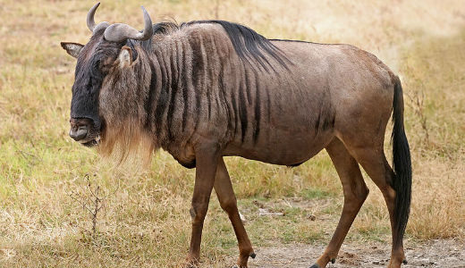 این پرنده میتواند با بوگاتی مسابقه دهد!