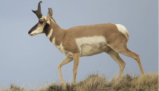 این پرنده میتواند با بوگاتی مسابقه دهد!