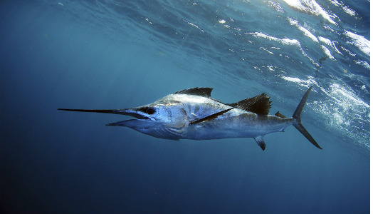 این پرنده میتواند با بوگاتی مسابقه دهد!