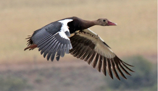 این پرنده میتواند با بوگاتی مسابقه دهد!