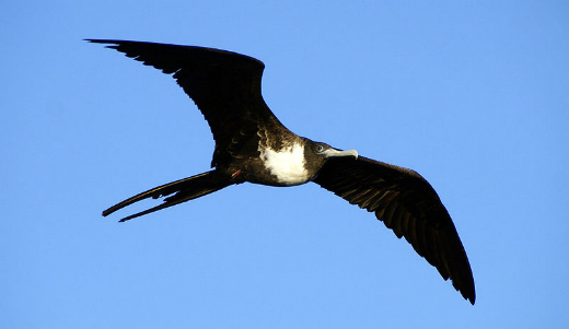 این پرنده میتواند با بوگاتی مسابقه دهد!