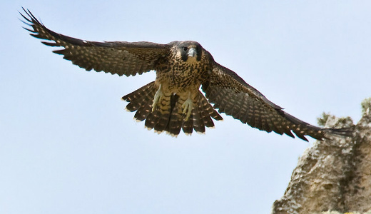 این پرنده میتواند با بوگاتی مسابقه دهد!