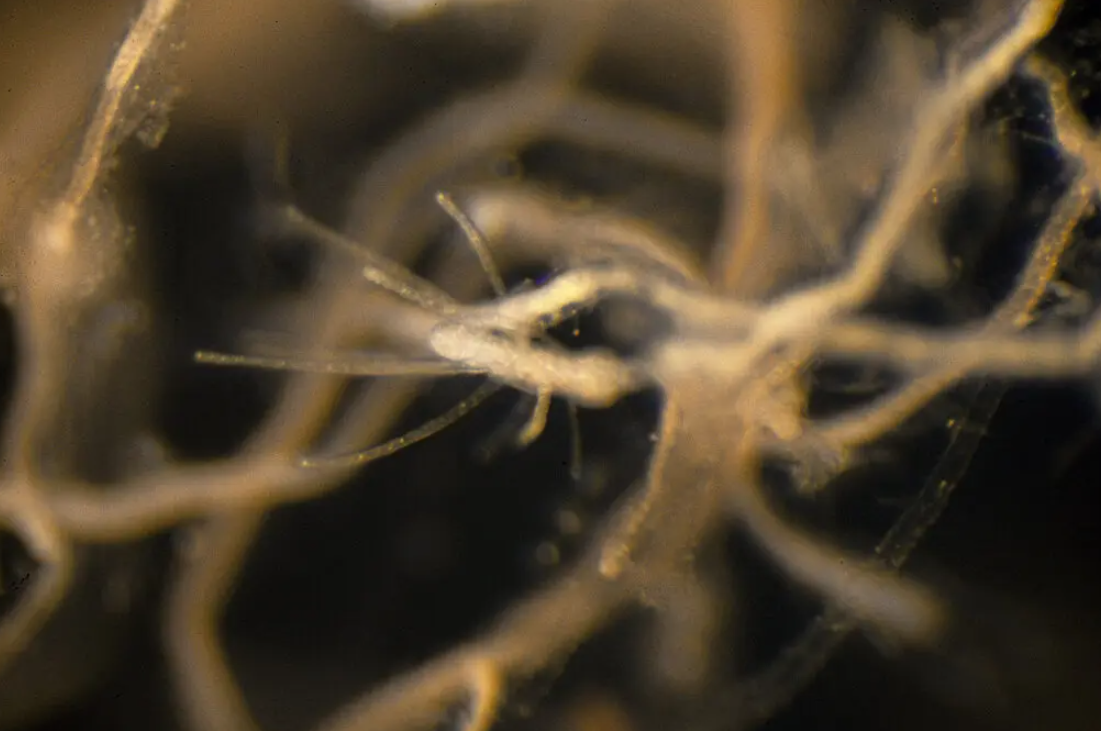 عکسl این عروس دریایی نامیرا است