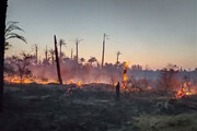 ببینید |  آتش‌سوزی در ۶ هکتار از نخلستان‌های ‌رودان