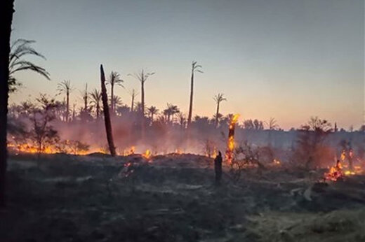 ببینید |  آتش‌سوزی در ۶ هکتار از نخلستان‌های ‌رودان