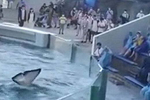 ببینید | حرکت جالب یک نهنگ در باغ وحش؛ خیس کردن تماشاچی‌ها