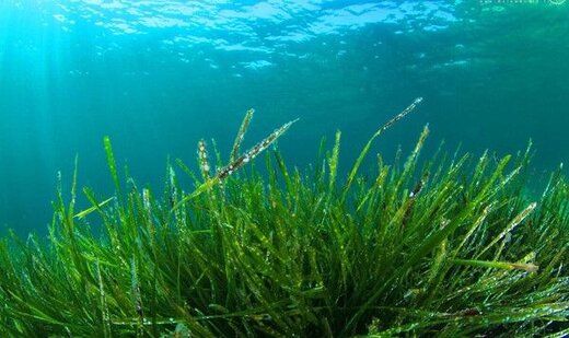 عکس | این موجود جان سخت از ۵ انقراض بزرگ جان به در برده! عکس | این موجود جان سخت از ۵ انقراض بزرگ جان به در برده!