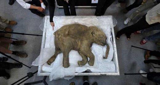 دانشمندان در حال زنده کردن ماموت ۵ میلیون ساله هستند! دانشمندان در حال زنده کردن ماموت ۵ میلیون ساله هستند!