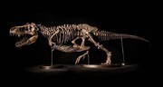 عکس | قیمت باورنکردنی فسیل دایناسور تی رکس در حراجی