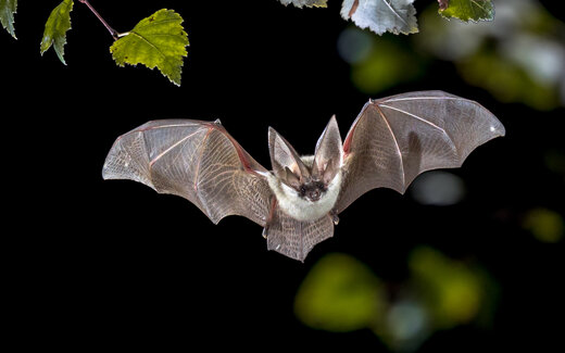 ببینید | تصاویر حیرت‌انگیز از شنا کردن یک خفاش!