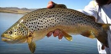 کیفیت برتر قزل آلای ایرانی نسبت به چینی / ظرفیت صادرات آبزیان کشورمان به بازار ۱۳ میلیارد دلاری چین چقدر است؟ کیفیت برتر قزل آلای ایرانی نسبت به چینی / ظرفیت صادرات آبزیان کشورمان به بازار ۱۳ میلیارد دلاری چین چقدر است؟