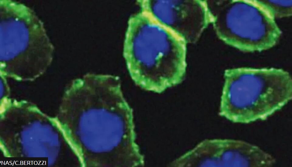 کار بزرگ دانشمندان برنده نوبل شیمی ۲۰۲۲