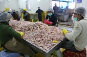 صادرات بیش از یک میلیون تن «پای مرغ» و ۱۴۹تن «دنبه» از استان یزد