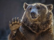 ویژگی مشترک انسان‌ها و خرس‌ها