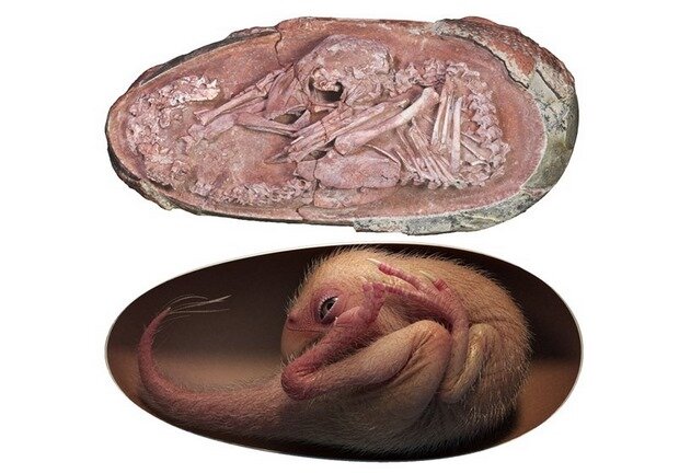 فسیل باورنکردنی و تقریبا سالم جنین ۷۲ میلیون ساله/ عکس