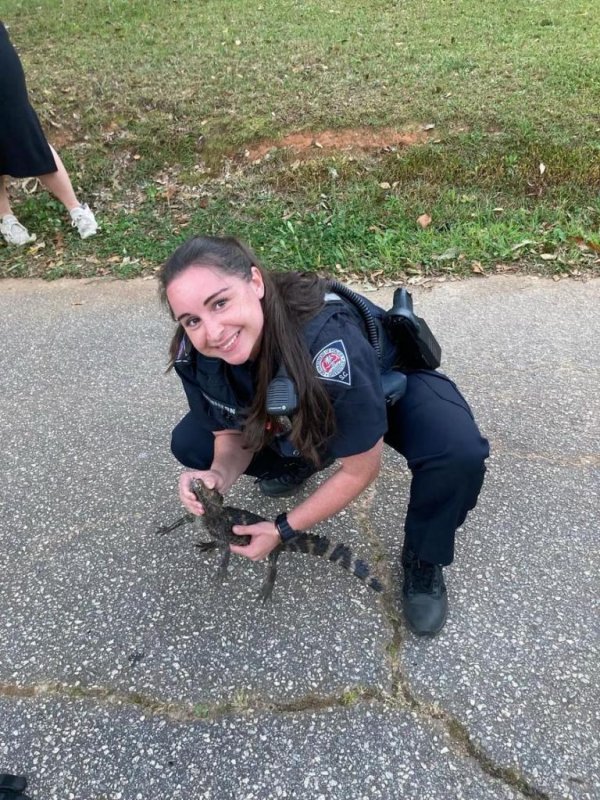 دستگیری یک بچه تمساح توسط پلیس/ عکس