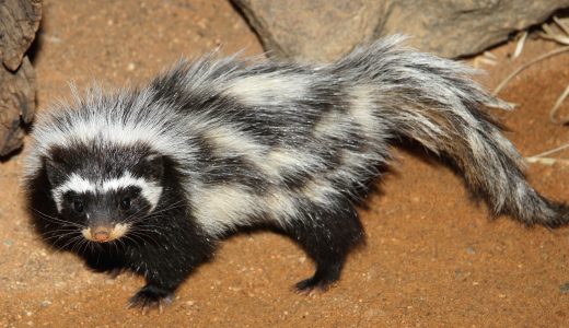 عکس | بوی بد این حیوانات کشنده است!