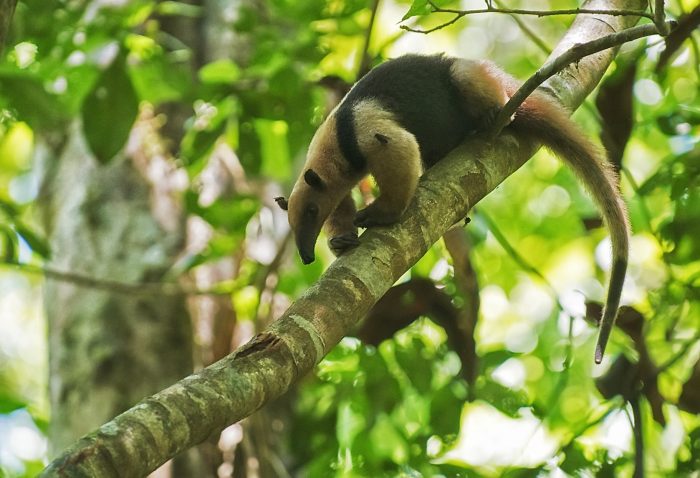 عکس | بوی بد این حیوانات کشنده است!