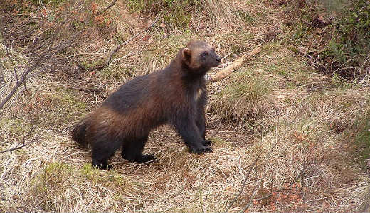 عکس | بوی بد این حیوانات کشنده است!