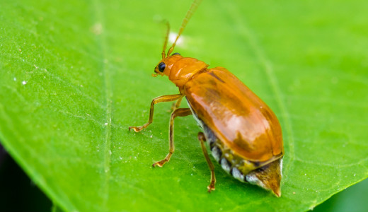 عکس | بوی بد این حیوانات کشنده است!