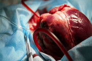 چه چیزی در بزرگسالی مانع بازسازی سلول‌های قلب می‌شود؟