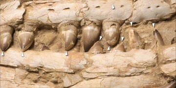 عکس | کشف بقایای هیولای باستانی که ترکیبی از اژدها و کوسه بود! عکس | کشف بقایای هیولای باستانی که ترکیبی از اژدها و کوسه بود!