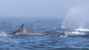 فیلم | حمله وحشیانه نهنگ های قاتل به زوج غول‌پیکر گوژپشت!