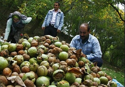 سرمازدگی ۳۰درصدی محصول گردو استان چهارمحال وبختیاری 