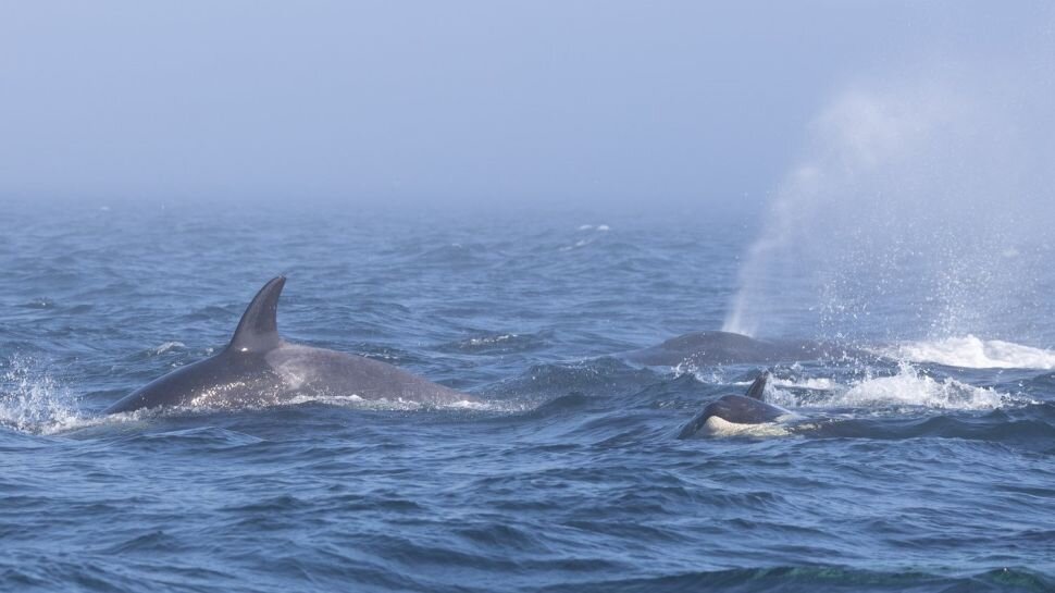 فیلم | حمله وحشیانه نهنگ‌های قاتل به نهنگ‌ گوژپشت غول‌پیکر