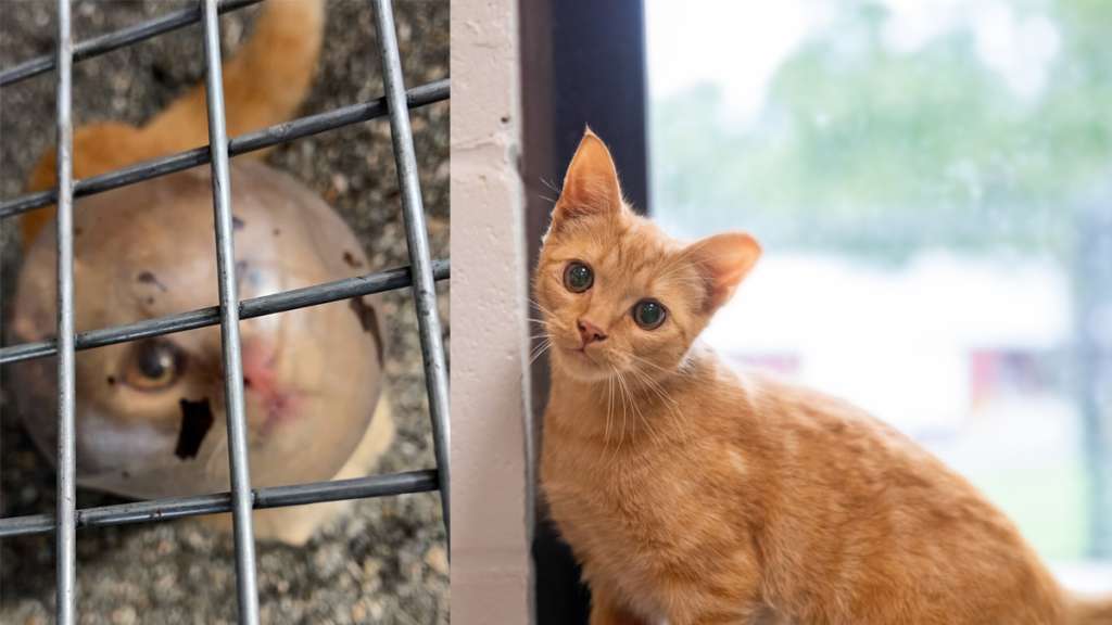 نجات بچه گربه‌ای که با سر درون یک ظرف شیشه‌ای گرفتار شده بود/ تصاویر