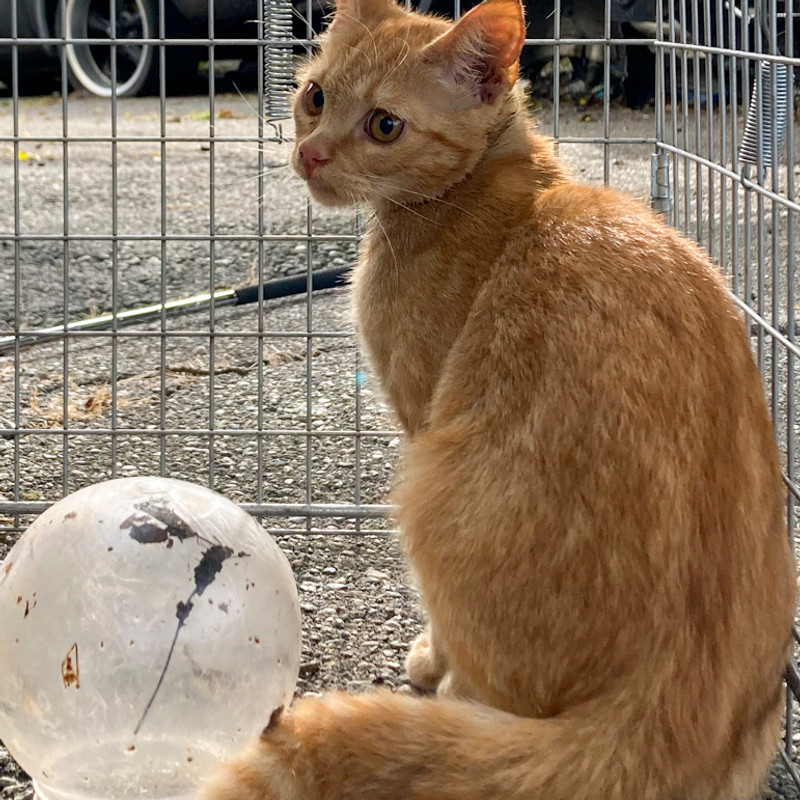 نجات بچه گربهای که با سر درون یک ظرف شیشهای گرفتار شده بود/ تصاویر