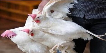 کشف بیش‌از ۳تن مرغ زنده قاچاق در آوج 