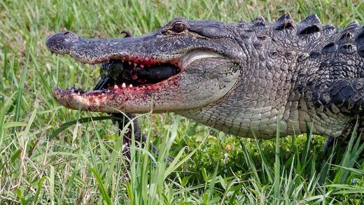 ببینید | حمله وحشتناک کروکودیل غول‌پیکر به تمساح جوان؛ حیرت پلیکان از جنگ دو درنده!