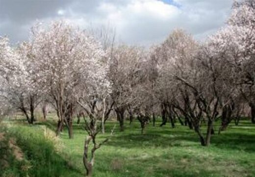 سمیه مراقی، موفق به دریافت جایزه جهانی ایکوموس شد