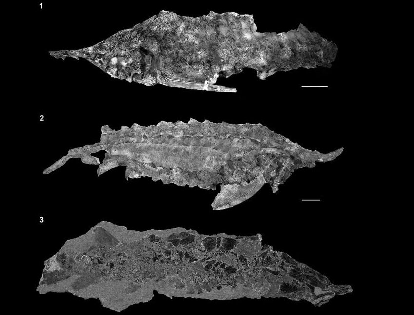 عکس | کشف حیرتانگیز فسیل ماهیهای جهنمی