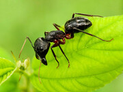 ببینید | عکس ترسناک و نزدیک از صورت مورچه؛ هیولای کوچک روی زمین