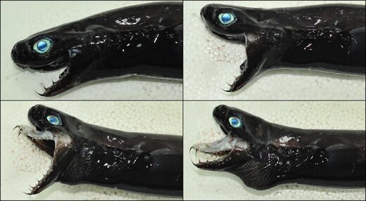 عکس | دندان‌های ترسناکی که از دهان افعی اقیانوس بیرون می‌جهند!