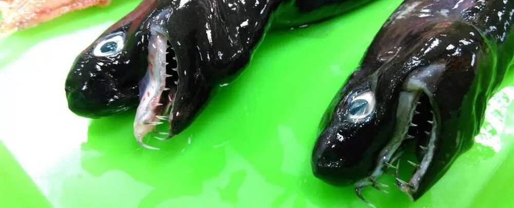 عکس | جانوری عجیب و هیولا مانند با آروارهای دهشتناک