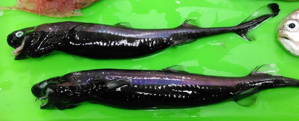 عکس | جانوری عجیب و هیولا مانند با آروارهای دهشتناک