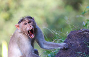 ببینید | لحظه حمله تلخ و دردناک یک میمون ماده به یک بچه میمون برای انتقام فرزندش!
