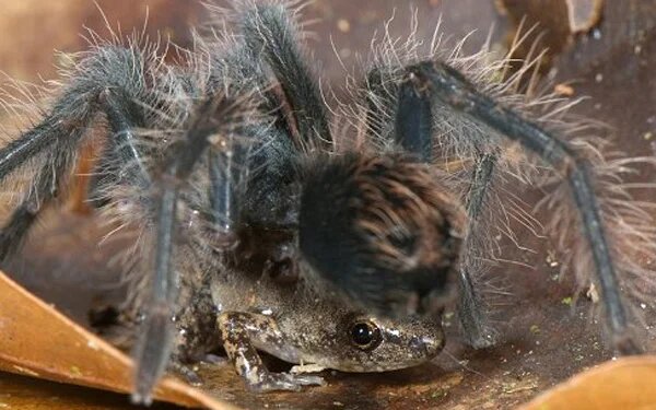عکس | قورباغه و عنکبوت چطور رفیق صمیمی شدند؟