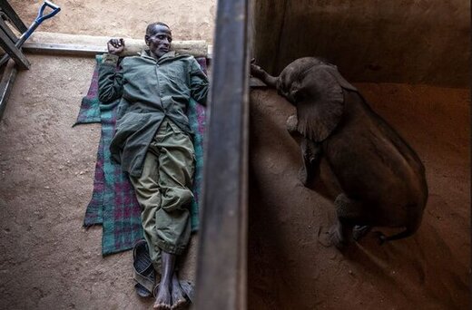 مرکز حفاظت از حیوانات در برابر خشکسالی در کنیا