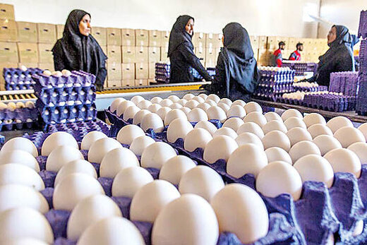 تخلف سوپرمارکت‌ها در فروش تخم مرغ / یک شانه تخم مرغ 110 هزار تومان قیمت خورد!