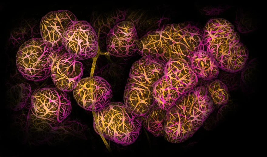 عکس | تصاویر زیبای لجن تا سوسک در دنیای میکروسکوپی
