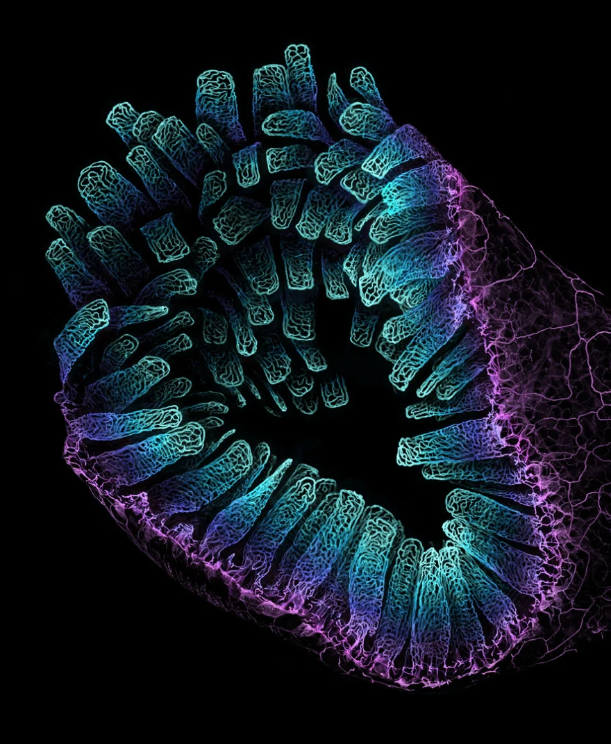 عکس | تصاویر زیبای لجن تا سوسک در دنیای میکروسکوپی