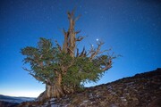 عکس | پیرترین درخت زنده‌ی دنیا کشف شد